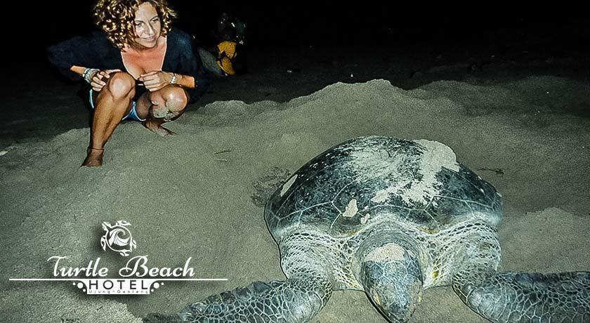 Turtle Beach Hotel Ujunggenteng Bilik gambar